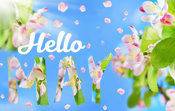 hello May background with blooming apple flowers on tree branch against blue sky and inscription  - Photo, Image