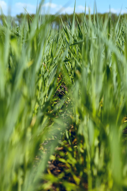 Unscharfer natürlicher grüner Hintergrund. Grünes Weizenfeld. Junge Weizenkeime, verschwommene Sicht. - Foto, Bild