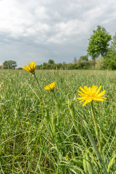 Natural meadow in the French countryside in spring - Photo, Image