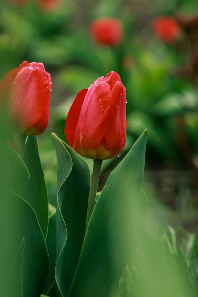 Les tulipes rouges dans le jardin
 - Photo, image