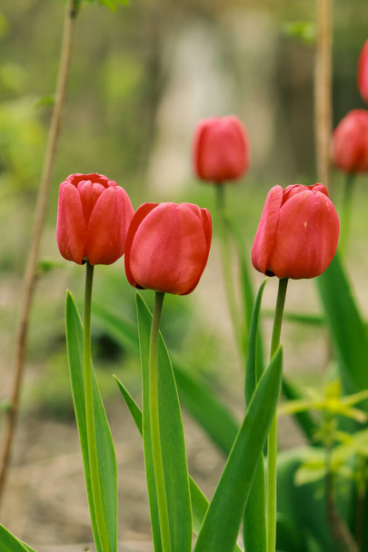 Червоні тюльпани в саду
 - Фото, зображення
