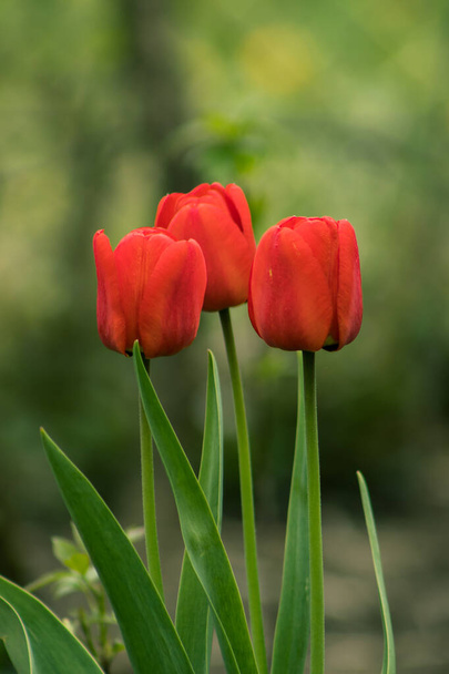 The red tulips in the garden - Photo, Image