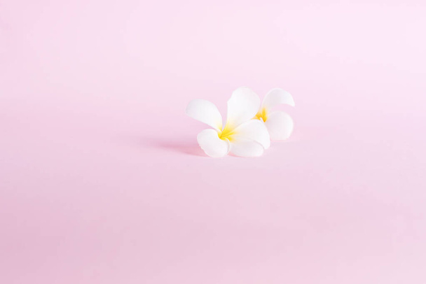 SPA White pluneria tropical flower on pink pastel background - Zdjęcie, obraz