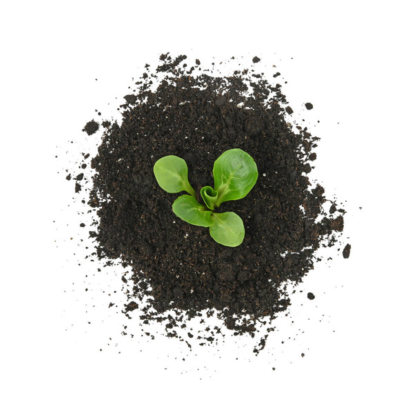 Close up one green spring plant sprout growing from heap of black humus soil isolated over white background, elevated top view, directly above - Photo, Image