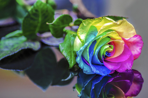 Rainbow rose odbicie - Zdjęcie, obraz