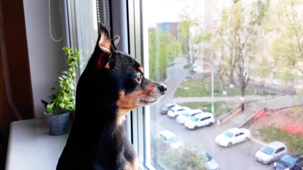 Pequeño perro negro lindo de la raza Toy Terrier sist triste por la ventana en el alféizar de la ventana, mira a la calle y espera al propietario.Concepto de estancia en casa, mantenerse a salvo
 - Metraje, vídeo