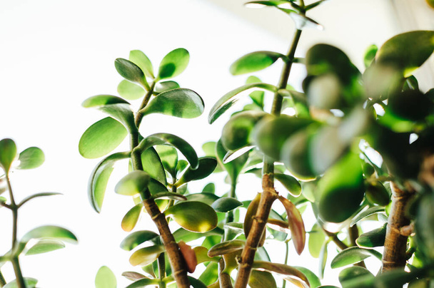 leaves of a houseplant Succulent Crassula ovata,jade plant, in the sun in summer. Money tree that brings good luck. Natural green background. Copy space. - 写真・画像