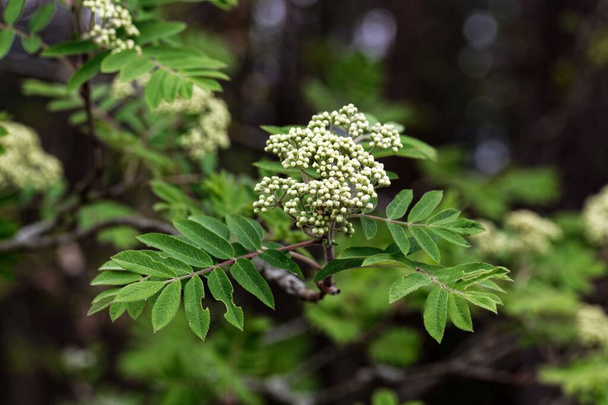 Blossoms of a rowan tree, Sorbus aucuparia, with leaves.  - Photo, Image