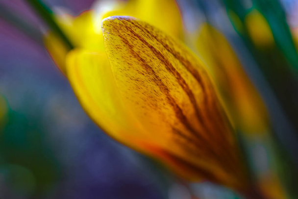 yellow Crocus flower on a beautiful background - Photo, Image