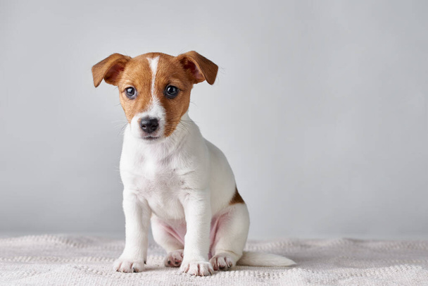 Jack Russel terrier puppy dog on gray background - Fotoğraf, Görsel