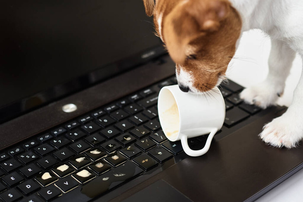 Dog spilled coffee on computer laptop keyboard. Damage property from pet - Photo, Image