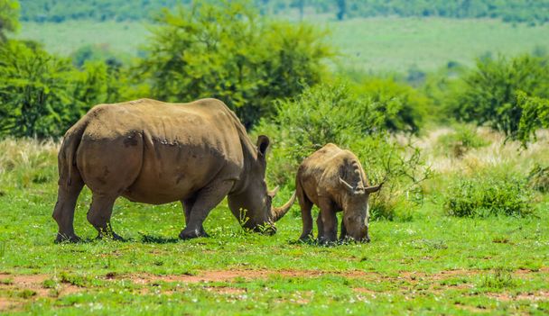 Egy aranyos és imádnivaló Rhino borjú és anya békésen legel egy dél-afrikai természetvédelmi területen. - Fotó, kép