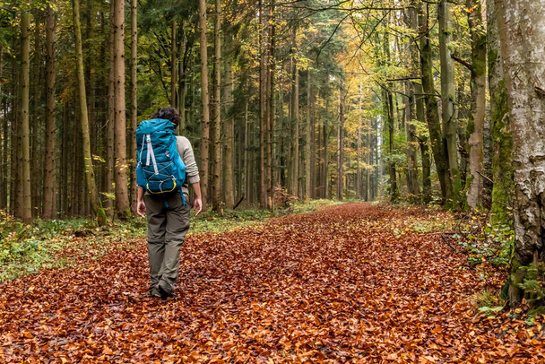 Woman walking in a Trail with autumn leaves around Calw village, Germany - Foto, Bild
