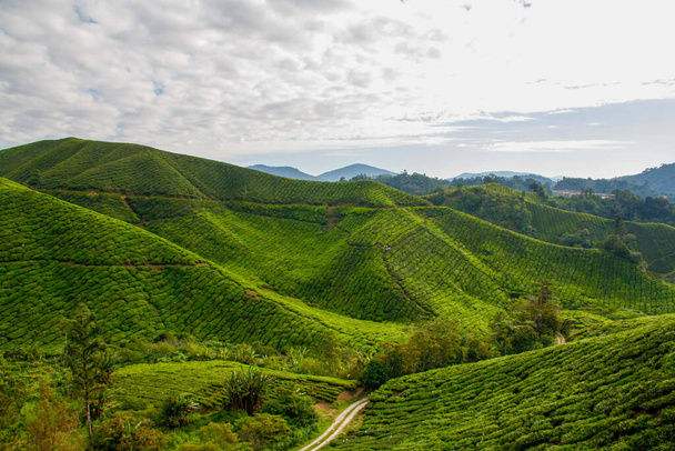 Plantación de té en las Tierras Altas Cameron en Malasia
 - Foto, imagen
