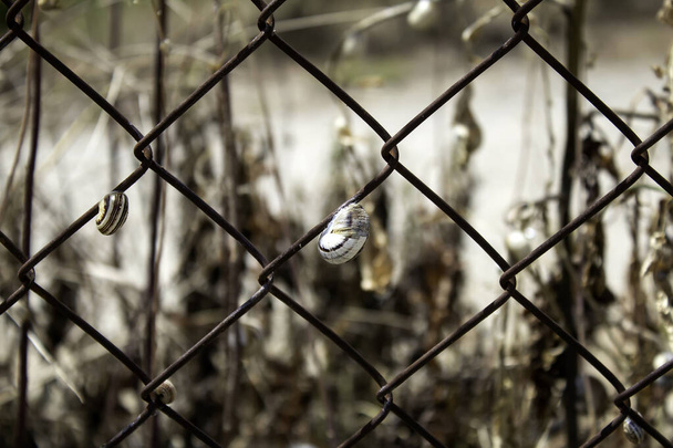 Сухой забор улиток, животные и живая природа, биология
 - Фото, изображение