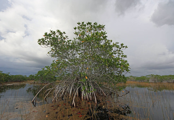 Nove Miglio stagno nel Parco Nazionale delle Everglades sotto le nuvole buie tempesta
. - Foto, immagini