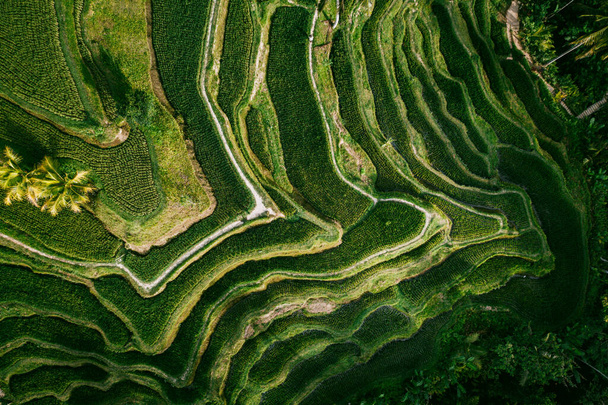 Drone view of rice plantation in bali with path to walk around and palms.Rijst terrassen foto 's van de hoogte, bali, Indonesië, ubud, de geometrie van het rijstveld - Foto, afbeelding