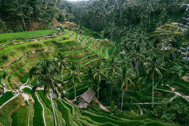 Ubud wyspy Bali w Indonezji na południowym wschodzie. Widok z lotu ptaka. Krajobraz pól ryżowych Tegalalang i tarasy ryżowe zielone odcienie - Zdjęcie, obraz