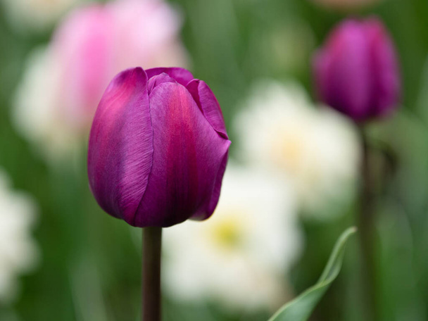 Blooming purple tulip in the park - Fotó, kép