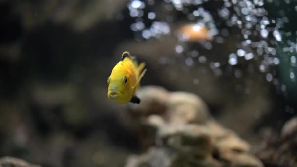 Labidochromis caeruleus yellow,a small yellow fish is under water and does not move, the background is blurred, close-up - Filmagem, Vídeo