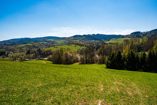 meadow in the mountains with flowering trees and forests around on a sunny day - Fotoğraf, Görsel