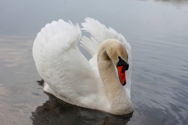 Uprostřed jezera sedí bílá labuť. Krásná labuť sklonila hlavu a podívala se. - Fotografie, Obrázek