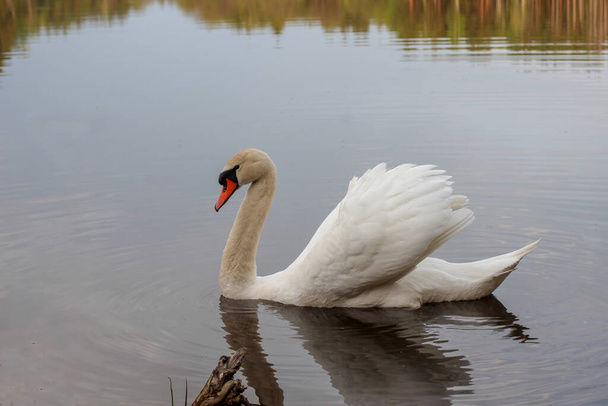 Un hermoso cisne blanco flota en el lago, Un hermoso pájaro se sienta en el agua, Un cisne en el medio del río
. - Foto, Imagen