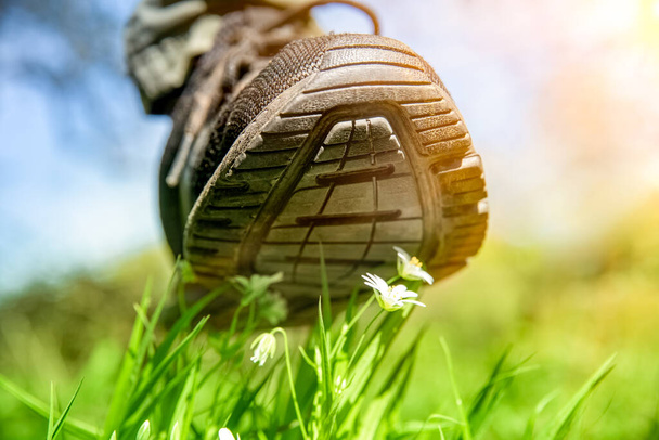 human foot in a shoe tramples white flowers on a green field - Foto, afbeelding