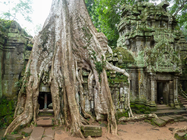 Régi fa Ta Phrom-ban Angkor Wat-ban, Kambodzsa - Fotó, kép