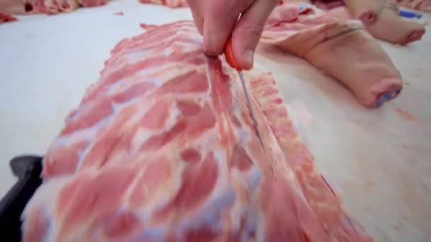Butchers cut pork at the meat processing plant in the cutting shop. - Felvétel, videó