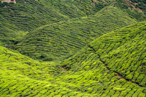 マレーシアのキャメロン高原の茶畑 - 写真・画像