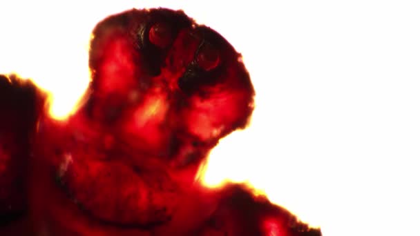 Μικροσκοπικό ixodic τσιμπούρι κινείται το κεφάλι και τα πόδια του που στο λευκό φόντο - Πλάνα, βίντεο