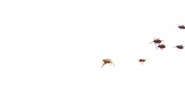 Gruppe ixodischer Milben bewegt sich auf chaotischen Wegen, um von einer Seite zur anderen zu kriechen - Filmmaterial, Video