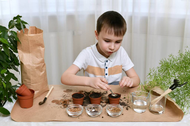 The plot of planting growing micro greens at home. The emotional boy focused over laying seeds in pots with tweezers through funnel in a working environment. - Photo, image