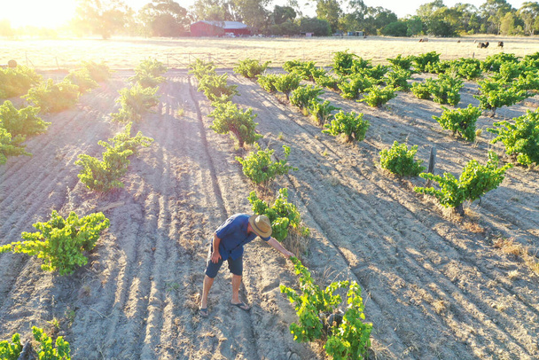 Vue aérienne du paysage d'un agriculteur australien contrôlant le corps des raisins de cuve poussant dans un vignoble de Swan Valley, près de Perth, en Australie occidentale
. - Photo, image