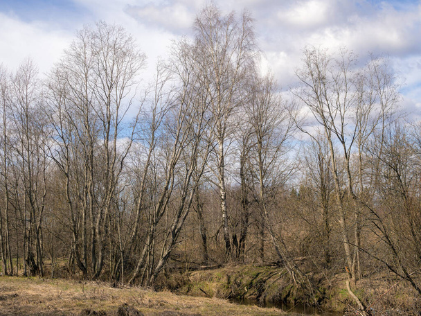 landscape on the river in spring day - Zdjęcie, obraz