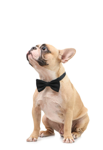 Leuke bruine franse bulldog dragen zwarte strikje verrast en kijken op de top geïsoleerd op witte achtergrond, huisdier en dier concept - Foto, afbeelding