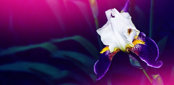 Bright colorful iris flowers on a background of the spring landscape. - Photo, Image