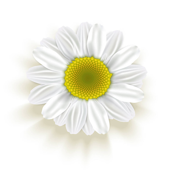 Daisy Flower beyazda izole edilmiş. Vektör illüstrasyonu - Vektör, Görsel