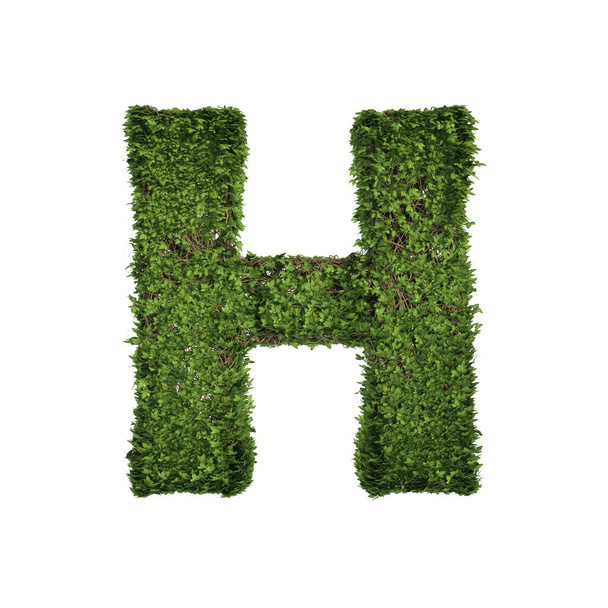 Ivy plant met bladeren, groene kruipende struik en wijnstokken vormen letter H, Engels alfabet tekst lettertype karakter geïsoleerd op wit in de natuur, groei en eco-milieu concept. 3d illustratie van bomen. - Foto, afbeelding