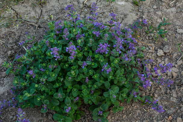 Nepeta racemosa, yarışçı kedi nanesi, Syn. N. mussiniii, Lamiaceae familyasından bir bitki türü. Nepeta transcaucasica - Fotoğraf, Görsel