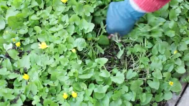 garden weed spring nature, gardening as a hobby - Footage, Video