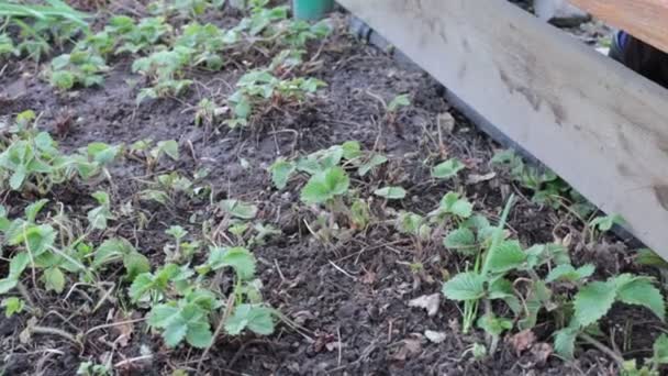 garden weed spring nature, gardening as a hobby - Footage, Video