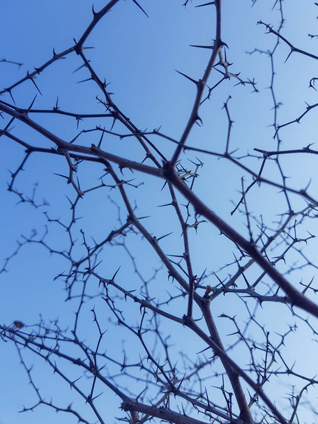 bela pitecelóbio dulce (madras espinho) árvore com céu azul
 - Foto, Imagem