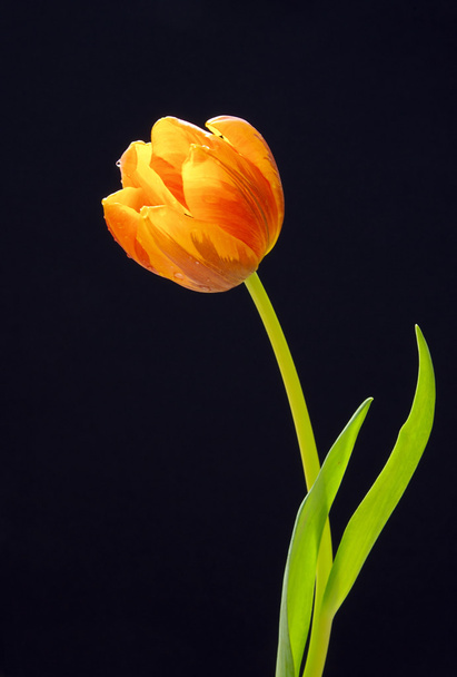 Close-up of the tulip - Fotografie, Obrázek