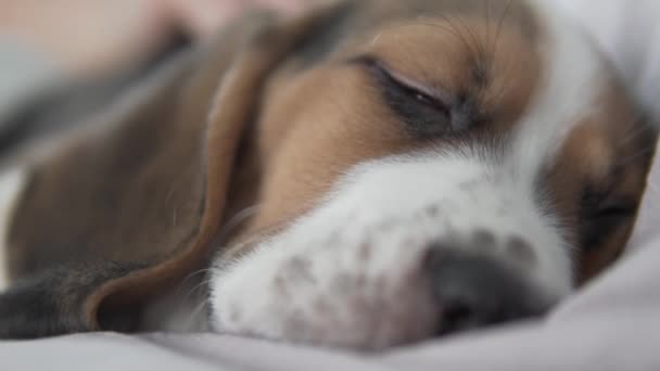 Cute sleeping beagle puppy - Záběry, video