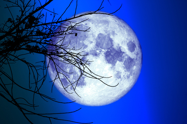super volle oogst maan op nacht hemel terug droge tak boom, Elementen van deze afbeelding geleverd door NASA - Foto, afbeelding