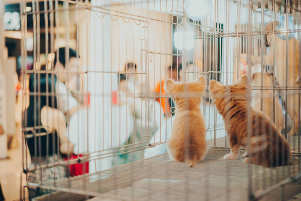 Koiranpentu häkissä myytävänä lemmikkieläinten markkinoilla, Ihmiset ostavat lemmikkejä
 - Valokuva, kuva