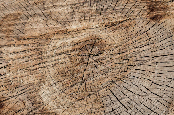 Browm texture of wooden stump. Dark cracks in the stump - Фото, зображення