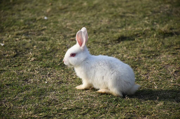 Un conejo blanco en el parque
 - Foto, imagen
